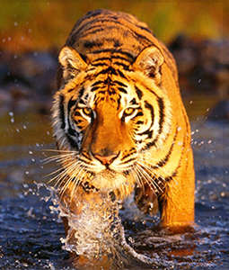 wildlife-tours
